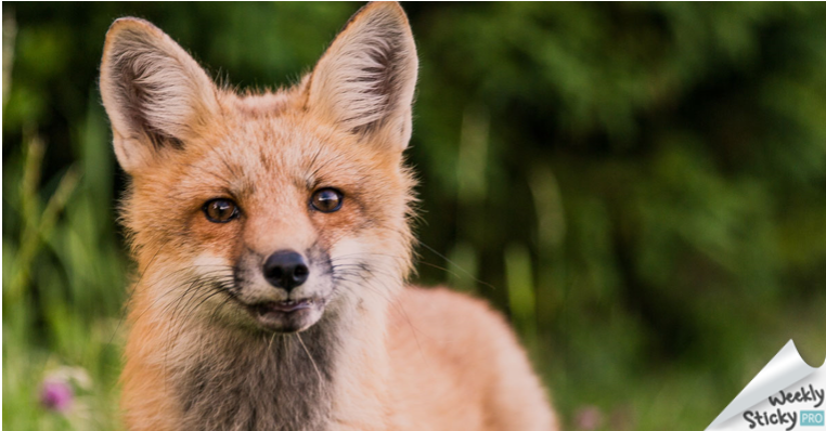 Fox Guarding The Hen House